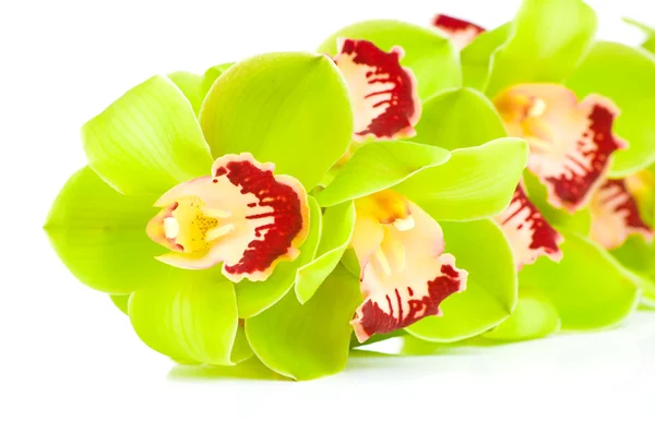 Beautiful Orchid isolated on white background — Stock Photo, Image