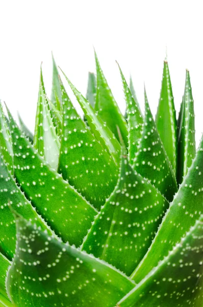 Aloe Cosmo aislado sobre fondo blanco — Foto de Stock