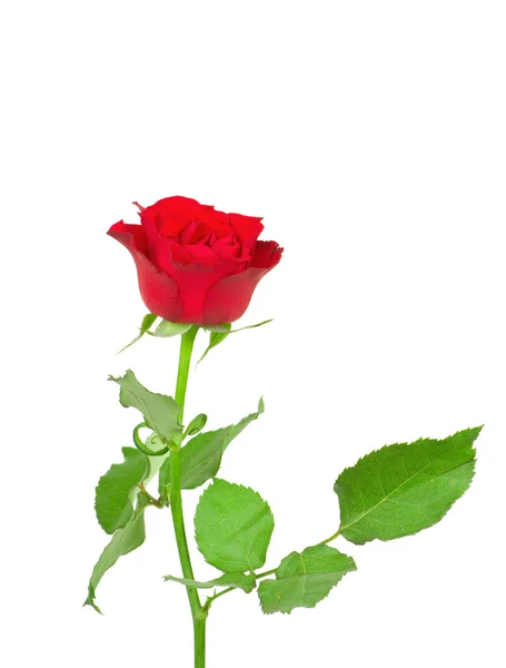 Rose aísla sobre fondo blanco — Foto de Stock