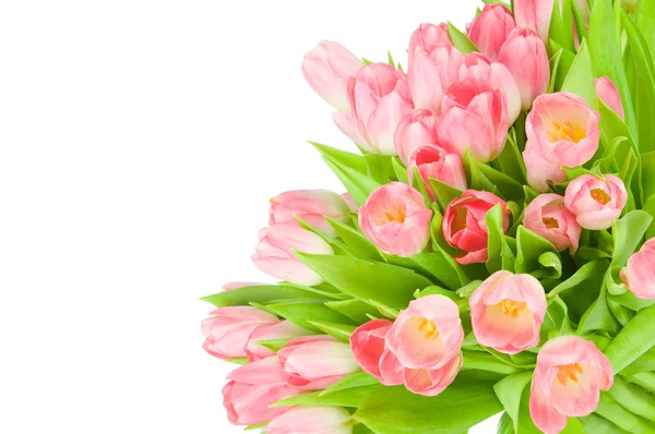 Tulips — Stock Photo, Image