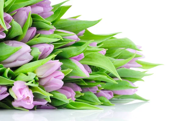 Beyaz arkaplanda izole laleler