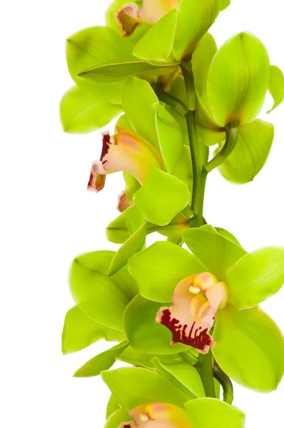 Beautiful Orchid isolated on white background — Stock Photo, Image