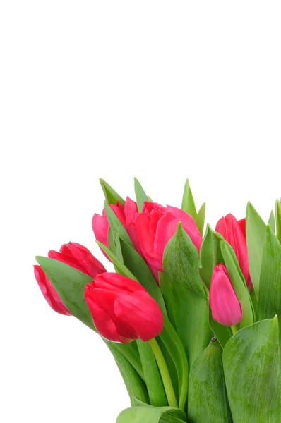Bouquet de tulipes isolées sur fond blanc — Photo