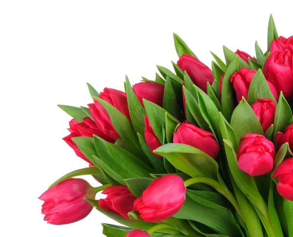 Strauß von Tulpen isoliert auf weißem Hintergrund — Stockfoto