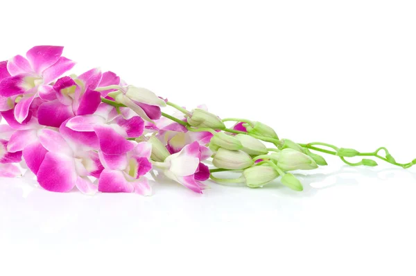 Красивая орхидея на белом фоне — стоковое фото