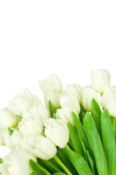 白い背景に隔離されたチューリップの花束 — ストック写真