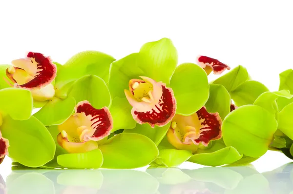 Schöne Orchidee isoliert auf weißem Hintergrund — Stockfoto