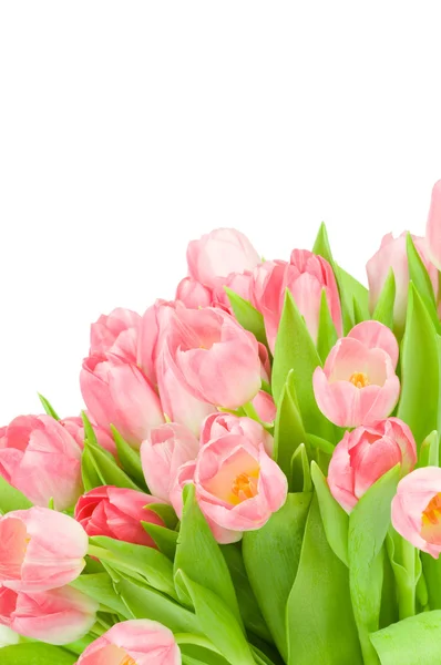 Tulipanes rosados aislados sobre fondo blanco — Foto de Stock