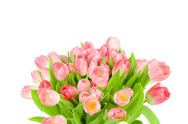 Рожеві тюльпани ізольовані на білому тлі — стокове фото