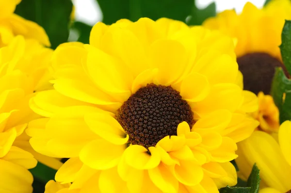 Chrysanthème isolé sur fond blanc — Photo