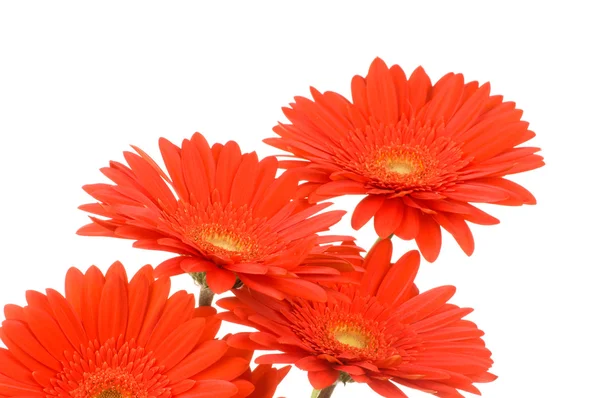 Flores de gerber — Foto de Stock