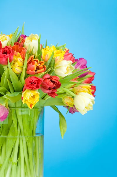 Tulipanes en el jarrón sobre fondo azul —  Fotos de Stock