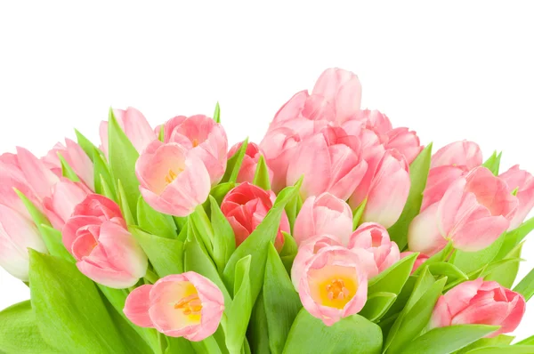 Roze tulpen geïsoleerd op witte achtergrond — Stockfoto