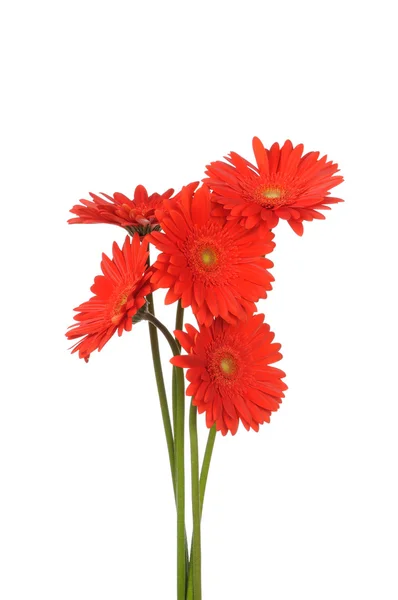 Flores de gerber — Foto de Stock