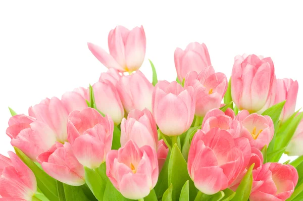 Tulipanes rosados aislados sobre fondo blanco — Foto de Stock