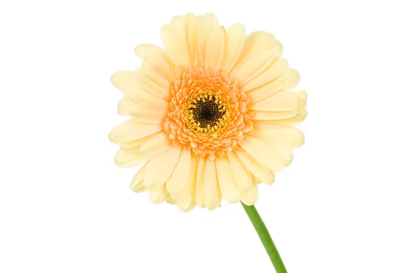 Papatya çiçeği. — Stok fotoğraf