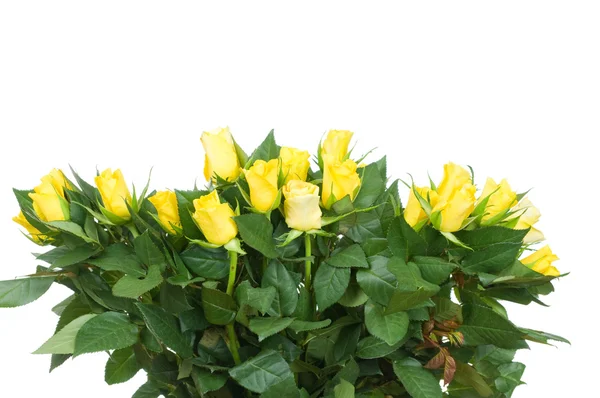Buquê de rosas isolado no fundo branco — Fotografia de Stock