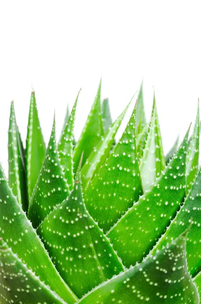 Aloe cosmo isolerad på vit bakgrund — Stockfoto