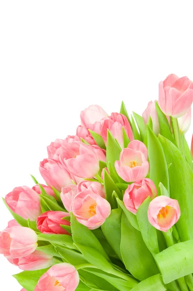 Tulipani rosa isolati su sfondo bianco — Foto Stock