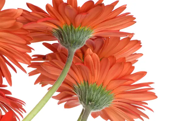 Gerberblumen — Stockfoto