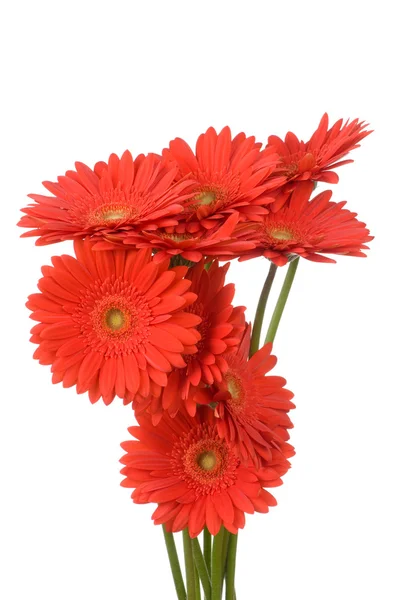 Flores de gerber — Foto de Stock