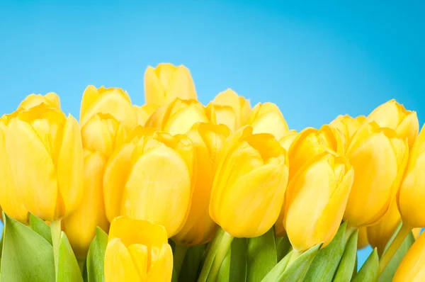 Желтые тюльпаны на голубом фоне — стоковое фото