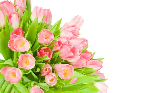 Roze tulpen geïsoleerd op witte achtergrond — Stockfoto