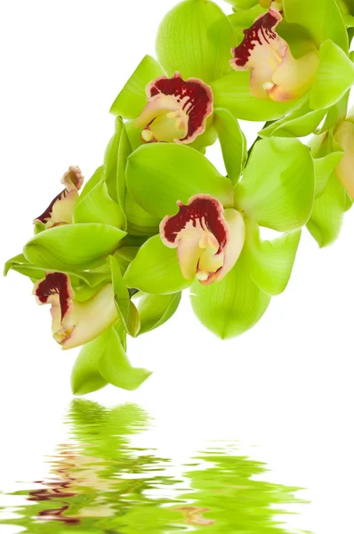 Beautiful Orchid isolated on white background — Stock Photo, Image