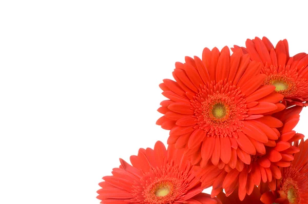 Герберские цветы — стоковое фото