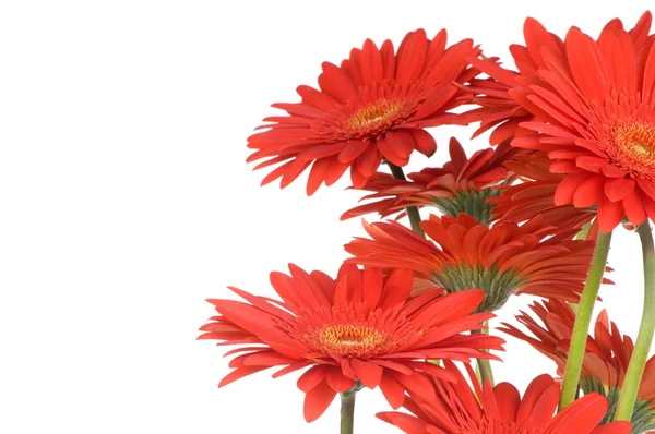 Gerberblumen — Stockfoto