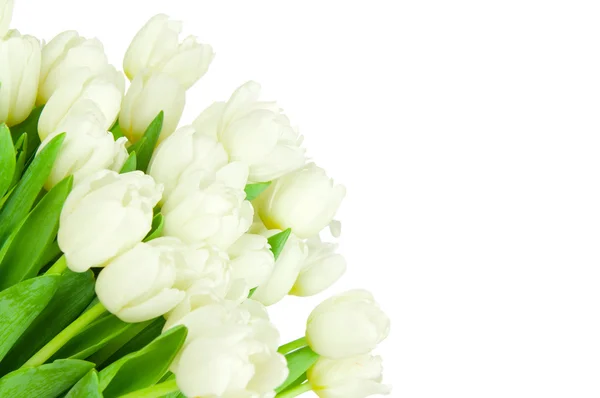 Аромат тюльпанов на белом фоне — стоковое фото