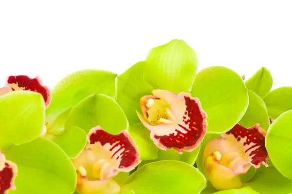 Beautiful Orchid isolated on white background — Stock Photo, Image
