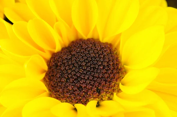 Chrysanthemum isolated on white background — Stock Photo, Image