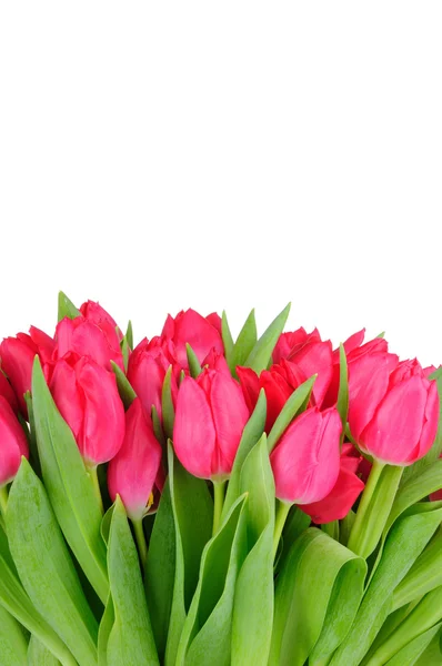 Strauß von Tulpen isoliert auf weißem Hintergrund — Stockfoto