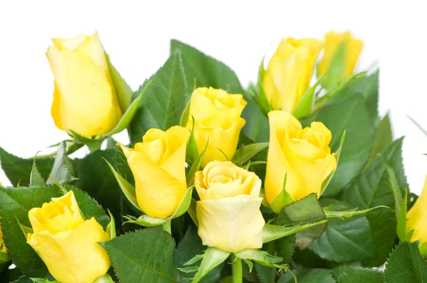 Buquê de rosas isolado no fundo branco — Fotografia de Stock