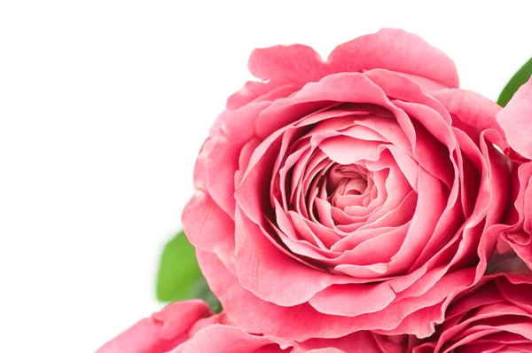 Rosas cor de rosa — Fotografia de Stock