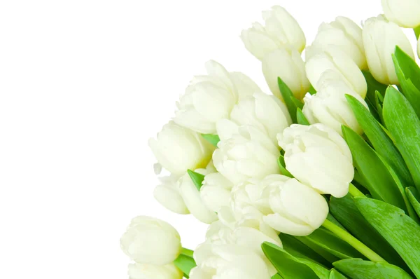 Bouquet de tulipes isolées sur fond blanc — Photo