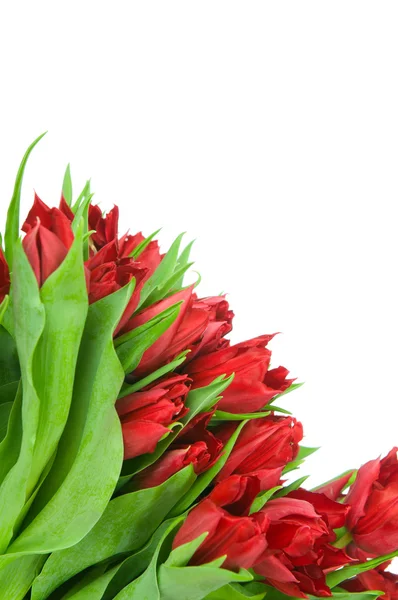 Strauß von Tulpen isoliert auf weißem Hintergrund — Stockfoto