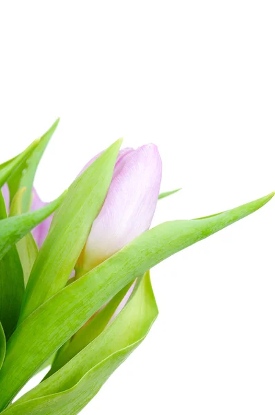 Tulipes isolées sur fond blanc — Photo