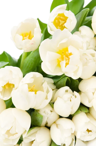 白い背景に隔離されたチューリップの花束 — ストック写真