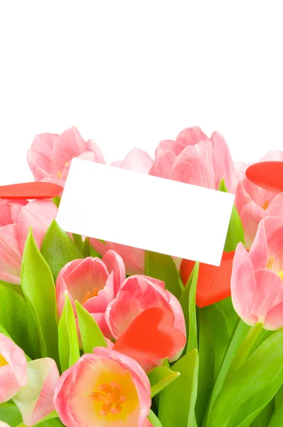 Tulips with greeting card isolated on white background — Stock Photo, Image