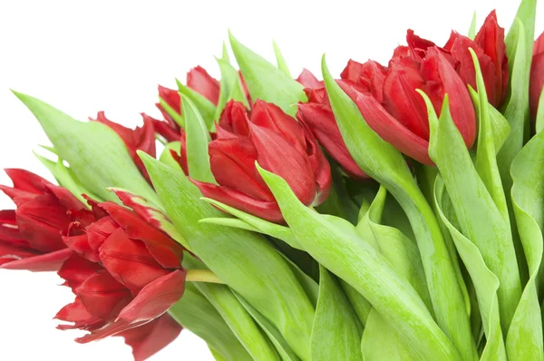 Boeket tulpen geïsoleerd op witte achtergrond — Stockfoto