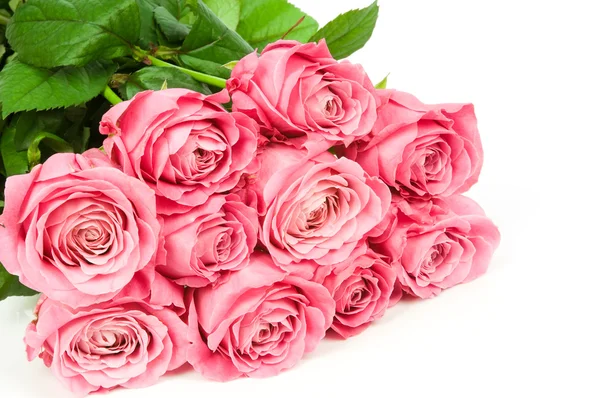 Pink roses Stock Image