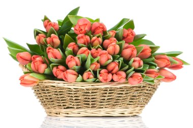 Sepette beyaz zemin üzerine izole laleler