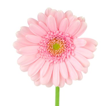 Beyaz arka plan üzerinde izole pembe gerber