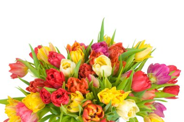 Beyaz arkaplanda izole laleler