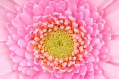 Beyaz arka plan üzerinde izole su pembe gerber
