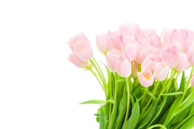 Beyaz arkaplanda izole laleler