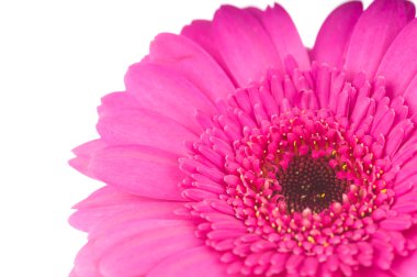 Beyaz arka plan üzerinde izole pembe gerber çiçek