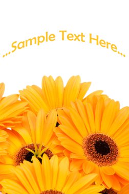 Beyaz arka plan üzerinde izole gerber çiçekler